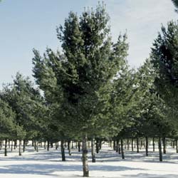 Pinus strobus